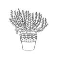 Blooming heather in ceramic pot. Floral doodle icon. Home erica hand drawn simple minimal line vector illustration