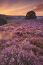 Blooming heather at dawn at the Posbank, The Netherlands