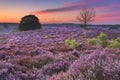 Blooming heather at dawn at the Posbank, The Netherlands