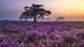 Blooming heather field in the Netherlands near Hilversum Veluwe Zuiderheide during sunrise Royalty Free Stock Photo