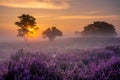 Blooming heather field in the Netherlands near Hilversum Veluwe Zuiderheide, blooming pink purple heather fields in the