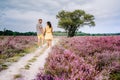 Blooming heather field in the Netherlands near Hilversum Veluwe Zuiderheide, blooming pink purple heather fields in the