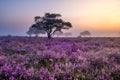 Blooming heather field in the Netherlands near Hilversum Veluwe Zuiderheide, blooming pink purple heather fields in the Royalty Free Stock Photo