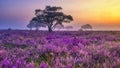 Blooming heather field in the Netherlands near Hilversum Veluwe Zuiderheide during sunrise Royalty Free Stock Photo