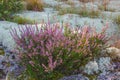 Blooming heather flowers in calluna lichen Royalty Free Stock Photo
