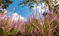 Blooming heather in front of a blue sky, idyllic view