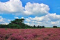 heathlands in full bloom in September on the Veluwe in the Netherlands with white clouds in the blue sky