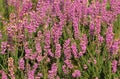 Blooming Heather in Sologne, France Royalty Free Stock Photo