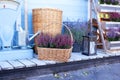 Blooming heather, wicker baskets and gardentool in backyard home in autumn. Decor terrace of countryhouse. Gardening concept. Orna