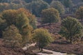 Blooming heathland in Dutch national park Veluwe