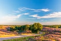 Blooming heathland with road at the Dutch Veluwe Royalty Free Stock Photo