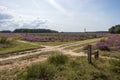 Blooming heathland at Table Mountain in Blaricum, Netherlands