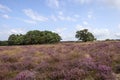 Blooming heathland at Table Mountain in Blaricum, Netherlands