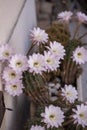 Blooming Hedgehog Cactus. White Flowers Of Echinopsis Also Known As Sea-urchin Or Easter Lily Cactus