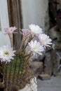 Blooming Hedgehog Cactus. White Flowers Of Echinopsis Also Known As Sea-urchin Or Easter Lily Cactus
