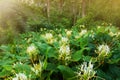 Blooming Ginger Lily flowers in a tropical forest
