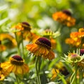 Blooming helenium flowers Royalty Free Stock Photo