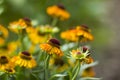 Blooming helenium flowers Royalty Free Stock Photo