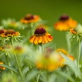 Blooming helenium flowers Royalty Free Stock Photo
