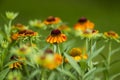 Blooming helenium flowers Royalty Free Stock Photo