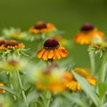 Blooming helenium flowers Royalty Free Stock Photo