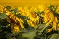 Blooming Helianthus - Sunflower in a spring field. Yellow flowers above which is a dramatic sky with clouds. Sky at sunset Royalty Free Stock Photo