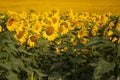 Blooming Helianthus - Sunflower in a spring field. Yellow flowers above which is a dramatic sky with clouds. Sky at sunset Royalty Free Stock Photo