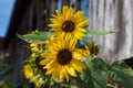 Blooming Helianthus - Sunflower in a spring field. Yellow flowers above which is a dramatic sky with clouds. Sky at sunset Royalty Free Stock Photo