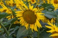 Blooming Helianthus - Sunflower in a spring field. Yellow flowers above which is a dramatic sky with clouds. Sky at sunset Royalty Free Stock Photo