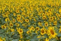 Blooming Helianthus - Sunflower in a spring field. Yellow flowers above which is a dramatic sky with clouds. Sky at sunset Royalty Free Stock Photo