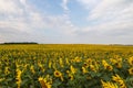 Blooming Helianthus - Sunflower in a spring field. Yellow flowers above which is a dramatic sky with clouds. Sky at sunset Royalty Free Stock Photo