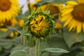 Blooming Helianthus - Sunflower in a spring field. Yellow flowers above which is a dramatic sky with clouds. Sky at sunset Royalty Free Stock Photo