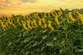 Blooming Helianthus - Sunflower in a spring field. Yellow flowers above which is a dramatic sky with clouds. Sky at sunset Royalty Free Stock Photo