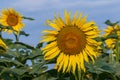 Blooming Helianthus - Sunflower in a spring field. Yellow flowers above which is a dramatic sky with clouds. Sky at sunset Royalty Free Stock Photo