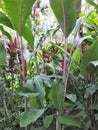 Blooming Heliconia flowers and other vegetation growing in a tropical garden