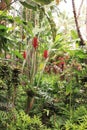 Blooming Heliconia flowers and other vegetation growing in a tropical garden