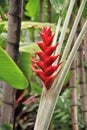 Blooming Heliconia flowers and other vegetation growing in a tropical garden