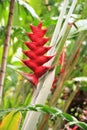 Blooming Heliconia flowers and other vegetation growing in a tropical garden