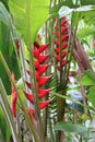 Blooming Heliconia flowers and other vegetation growing in a tropical garden