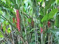 Blooming Heliconia flowers and other vegetation growing in a tropical garden