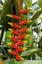 Blooming heliconia pendula