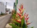 blooming heliconia plants adorn the roadside
