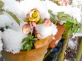 Blooming hellebores covered in snow