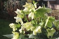 Blooming Helleborus Niger (Hellebore) in a Dutch garden in winter