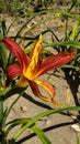 The blooming Hemerocallis fulva