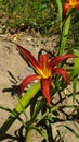 The blooming Hemerocallis fulva