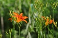 The blooming Hemerocallis is very beautiful