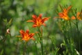 The blooming Hemerocallis is very beautiful