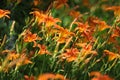 The blooming Hemerocallis is very beautiful