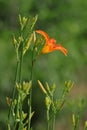 The blooming Hemerocallis is very beautiful